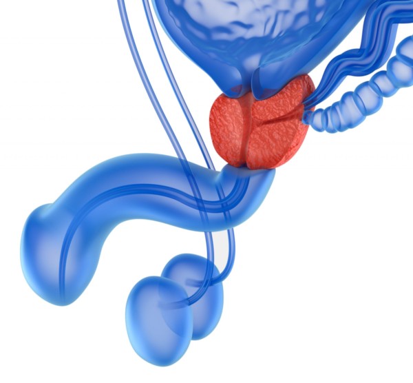Próstata-y-sistema-reproductor-masculino