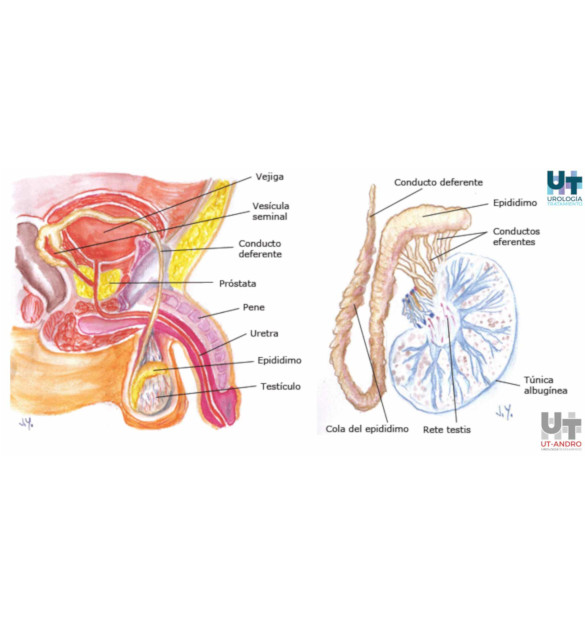 que-es-la-hemospermia